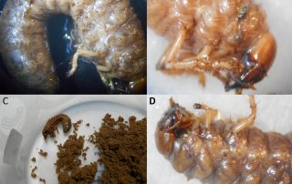 Entomopathogenic Nematodes to control White grubs